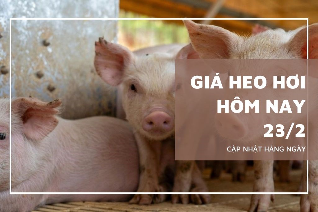 Ngày 23/2: Giá heo hơi bước vào nhịp tích lũy sau cao điểm Tết Ngày 23/2: Giá heo hơi bước vào nhịp tích lũy sau cao điểm Tết
