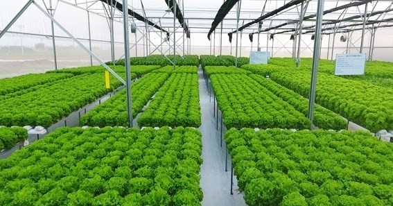 Đề xuất nâng mức hỗ trợ phí bảo hiểm nông nghiệp