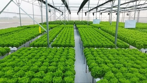 Đề xuất nâng mức hỗ trợ phí bảo hiểm nông nghiệp Đề xuất nâng mức hỗ trợ phí bảo hiểm nông nghiệp