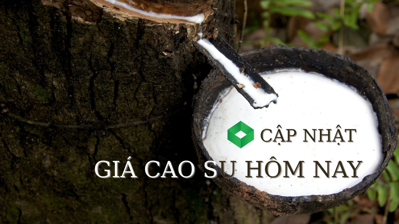 Ngày 26/2: Giá cao su tại các sàn chủ chốt châu Á đồng loạt tăng mạnh
