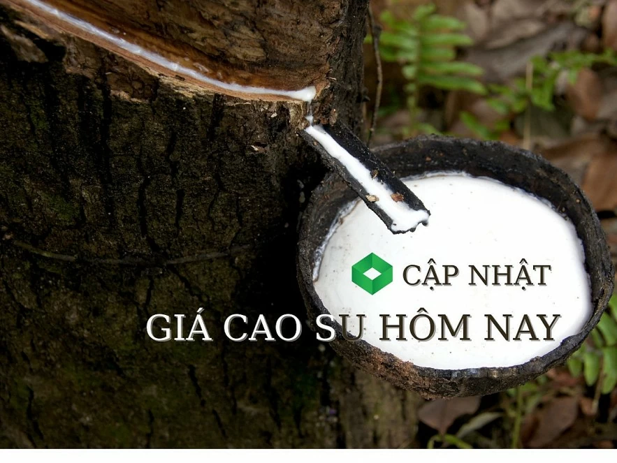 Ngày 26/2: Giá cao su tại các sàn chủ chốt châu Á đồng loạt tăng mạnh Ngày 26/2: Giá cao su tại các sàn chủ chốt châu Á đồng loạt tăng mạnh