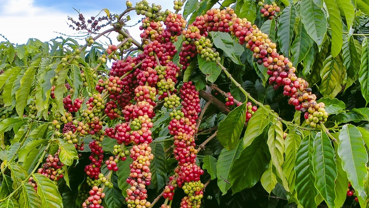 Ngày 26/2: Giá cà phê đảo chiều tăng mạnh, hồ tiêu giảm