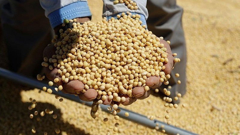 Giá đậu tương bật tăng mạnh, lúa mì có xu hướng giảm nhẹ