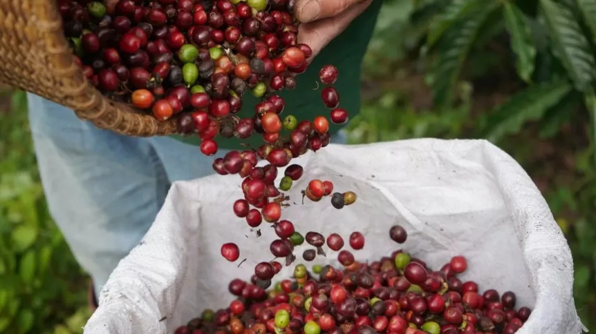 Ngày 27/2: Giá cà phê duy trì đà tăng, hồ tiêu tiếp tục giảm