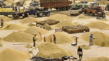 Thị trường nông sản tuần qua: Giá gạo châu Á chịu áp lực từ cả phía cung và cầu