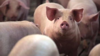 Ngày 2/3: Giá heo hơi đầu tuần giao động trong khoảng 69.000 - 71.000 đồng/kg