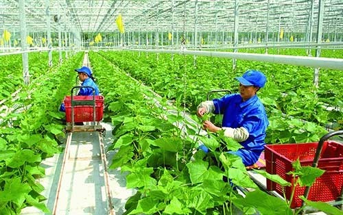 Hỗ trợ hợp tác xã tiếp cận, áp dụng các nền tảng số, công nghệ mới