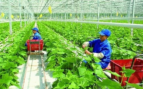 Hỗ trợ hợp tác xã tiếp cận, áp dụng các nền tảng số, công nghệ mới