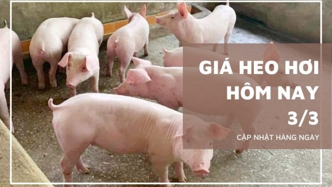 Ngày 3/3: Giá heo hơi giảm mạnh tại cả ba miền trên cả nước