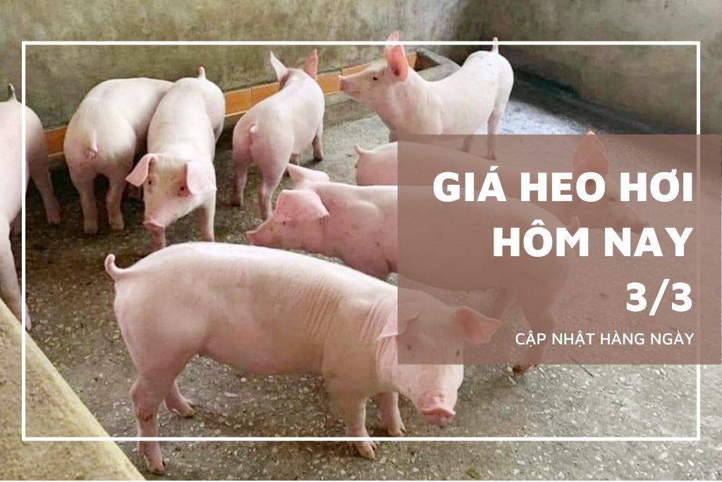 Ngày 3/3: Giá heo hơi giảm mạnh tại cả ba miền trên cả nước
