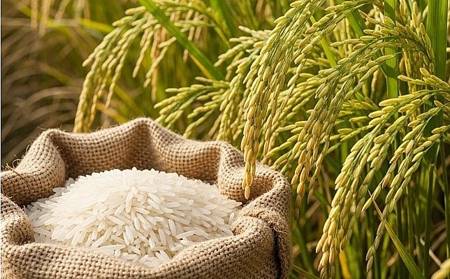 Ngày 2/3: Giá lúa gạo tại Đồng bằng sông Cửu Long bình ổn Ngày 3/3: Giá lúa gạo tại Đồng bằng sông Cửu Long bình ổn