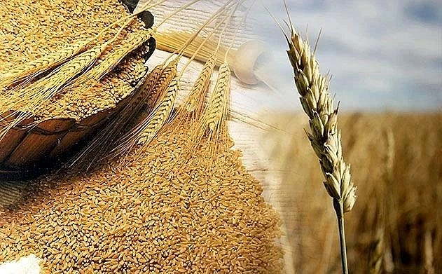 Giá lúa mì đảo chiều, giá đường lao dốc dưới áp lực dư cung