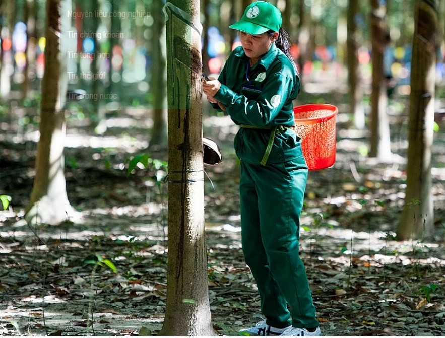 Ngày 6/3: Giá cao su thế giới điều chỉnh nhẹ, trong nước đi ngang