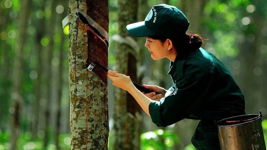 Ngày 7/3: Giá cao su thế giới giảm do lo ngại nguồn cung tăng