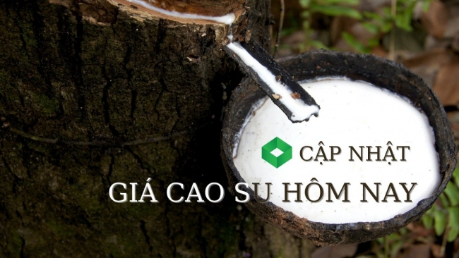 Ngày 8/3: Giá cao su thế giới biến động trái chiều, trong nước ổn định