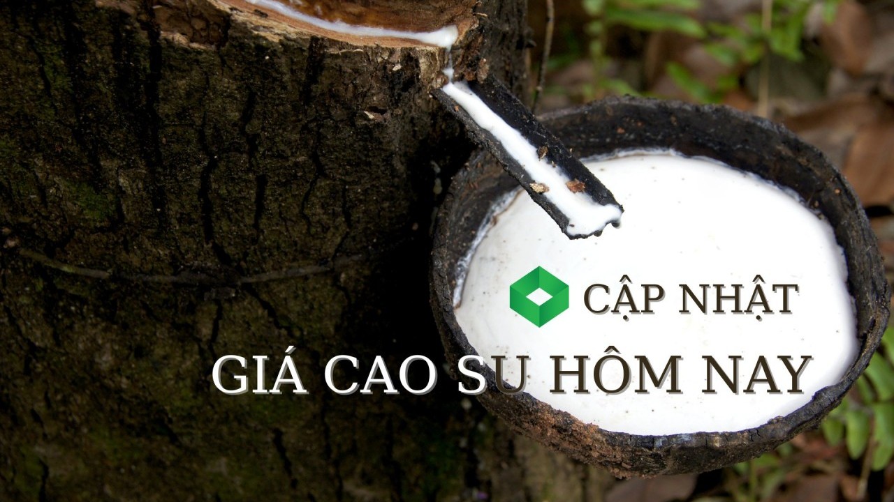 Ngày 8/3: Giá cao su thế giới biến động trái chiều, trong nước ổn định