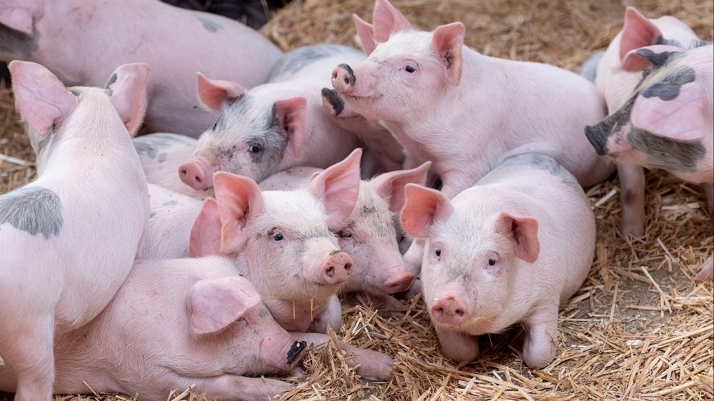 Ngày 8/3: Giá heo hơi giảm xuống sát mốc 60.000 đồng/kg