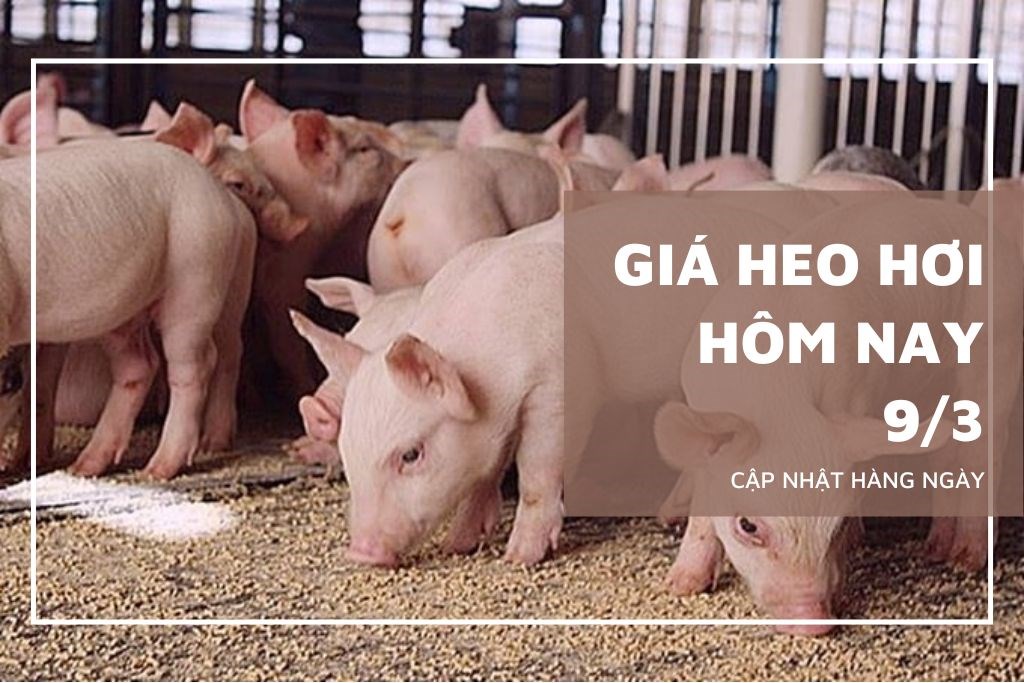 Ngày 9/3: Giá heo hơi ở cả 3 miền trên cả nước vẫn đang trên đà giảm Ngày 9/3: Giá heo hơi ở cả 3 miền trên cả nước vẫn đang trên đà giảm