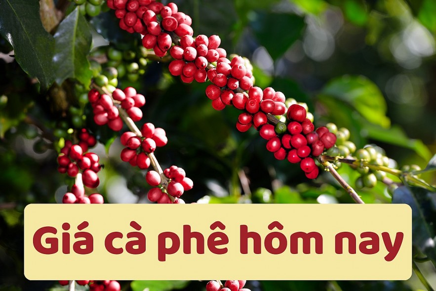 Ngày 9/3: Giá cà phê và hồ tiêu đồng loạt tăng mạnh do căng thẳng Trung Đông Ngày 9/3: Giá cà phê và hồ tiêu đồng loạt tăng mạnh do căng thẳng Trung Đông