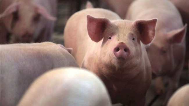 Ngày 10/3: Giá heo hơi tiếp tục giảm tại nhiều địa phương trên cả nước