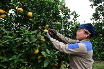 Sửa chính sách bảo hiểm nông nghiệp nhằm mở rộng độ phủ