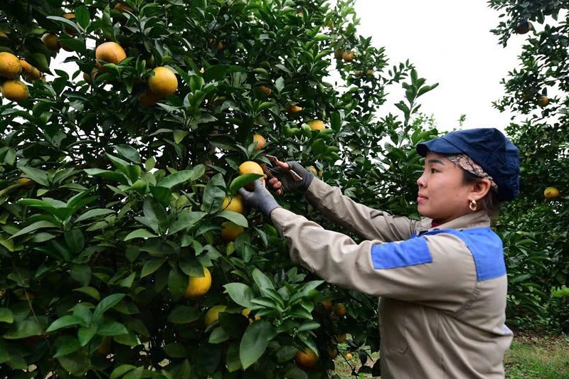 Sửa chính sách bảo hiểm nông nghiệp nhằm mở rộng độ phủ