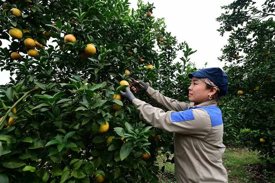 Sửa chính sách bảo hiểm nông nghiệp nhằm mở rộng độ phủ Sửa chính sách bảo hiểm nông nghiệp nhằm mở rộng độ phủ