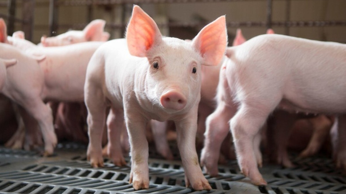 Ngày 13/3: Giá heo hơi tại một số tỉnh miền Bắc và miền Trung tăng