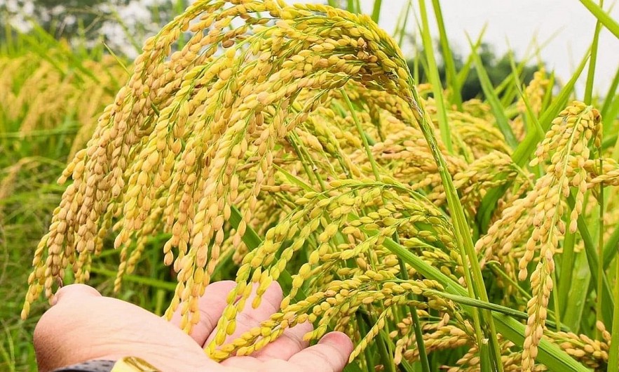 Ngày 14/3: Giá gạo xuất khẩu đi ngang, lúa neo cao