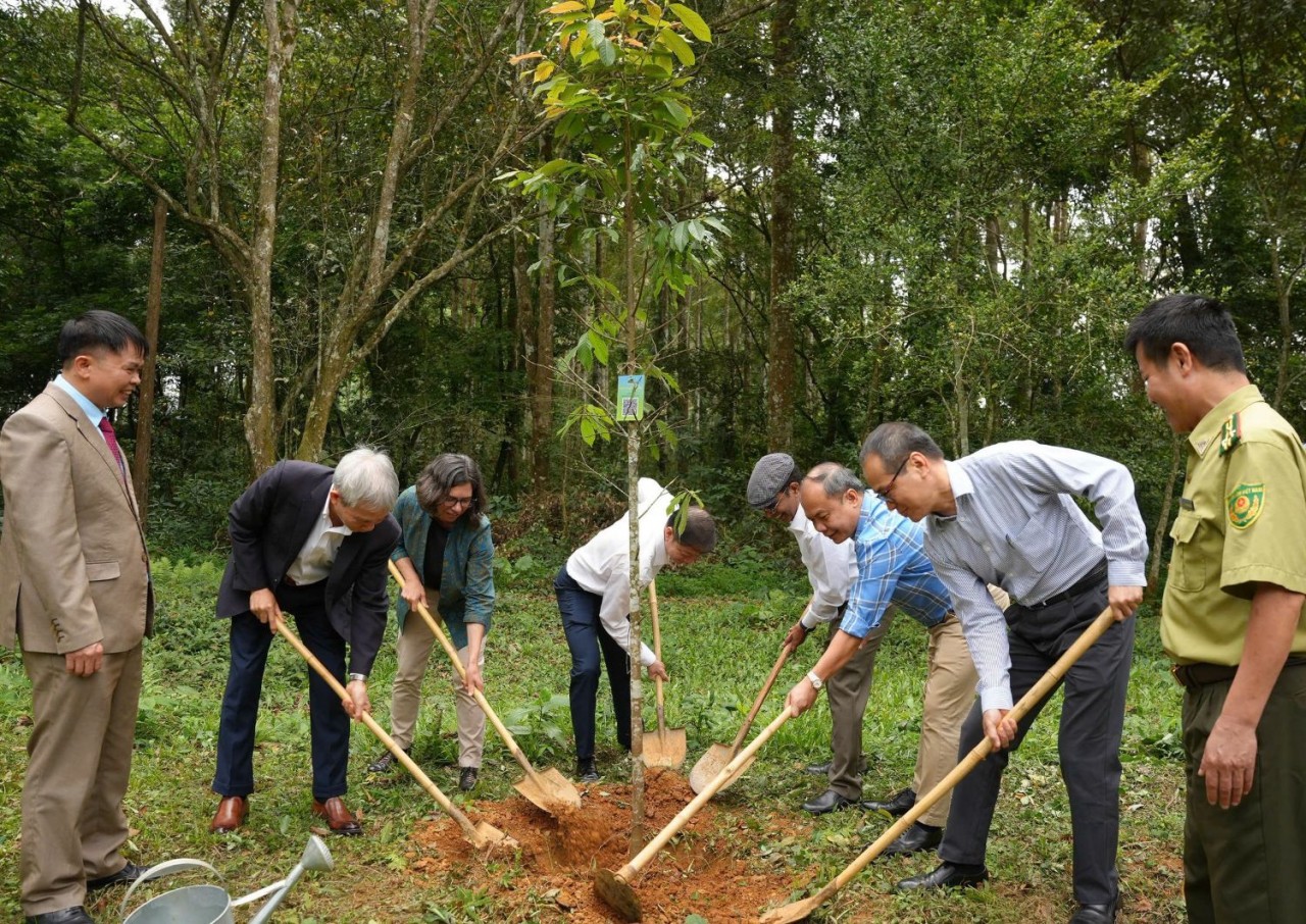 Rừng: Động lực phát triển kinh tế địa phương bền vững