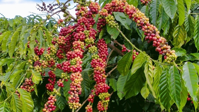 Ngày 19/3: Giá cà phê tiếp đà tăng, hồ tiêu neo ở mức cao