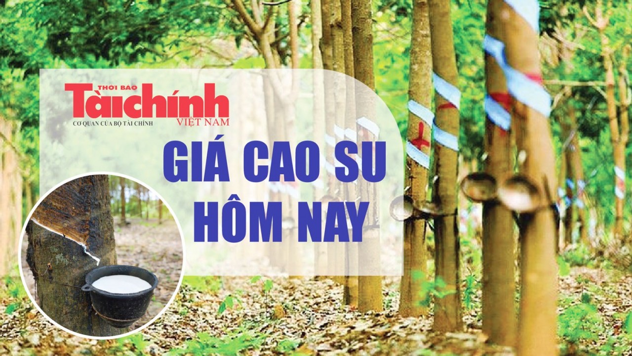 Ngày 20/3: Giá cao su thế giới giảm trên diện rộng, trong nước bình ổn