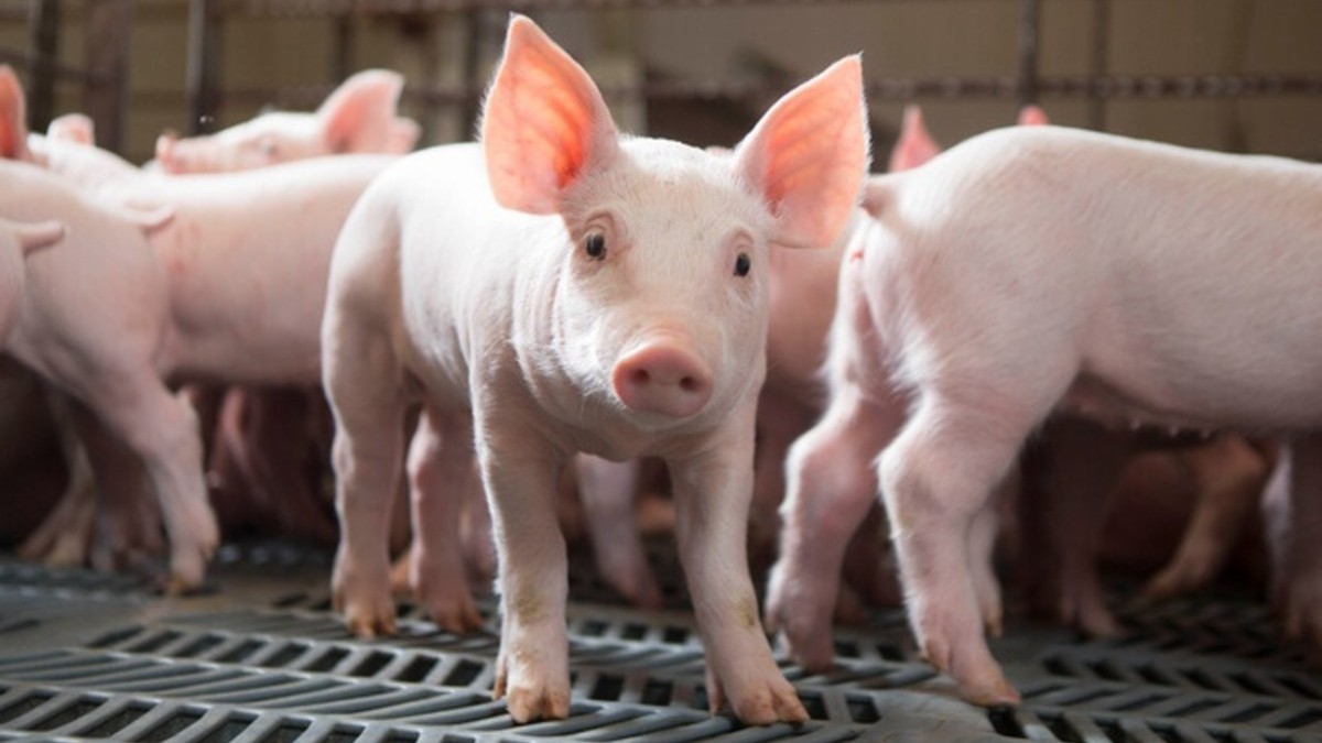 Ngày 20/3: Giá heo hơi đồng loạt tăng mạnh ở cả 3 miền trên cả nước