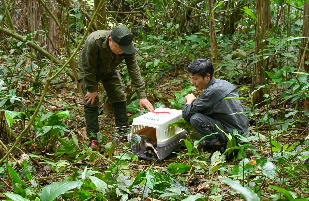 Công bố kế hoạch hành động tái hoang dã vườn quốc gia đầu tiên của Việt Nam