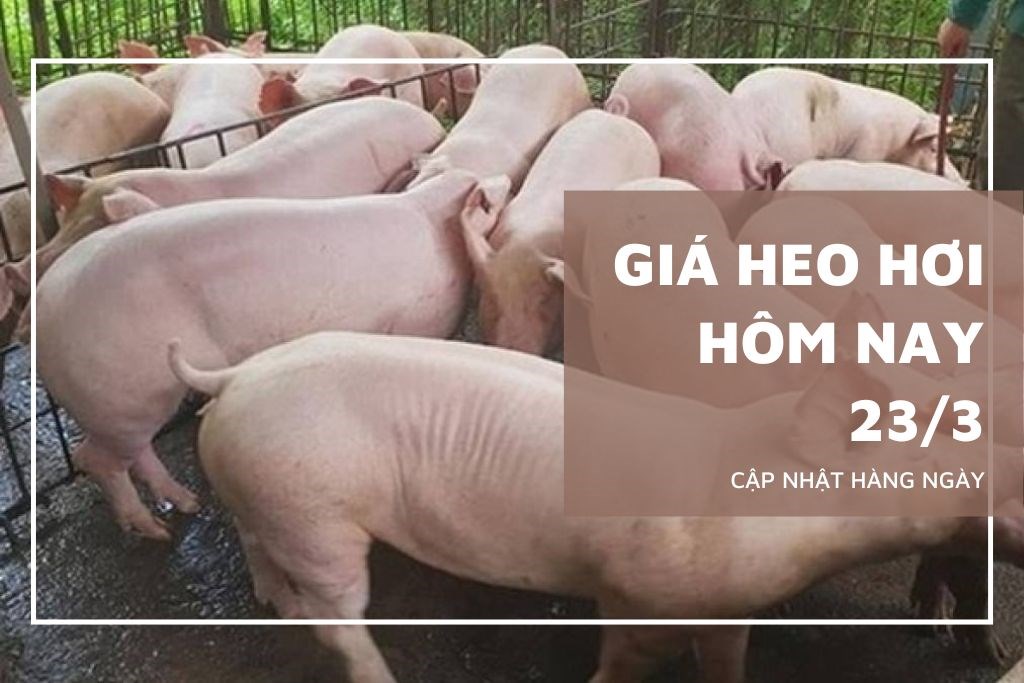 Ngày 23/3: Giá heo hơi giao dịch trong khoảng 65.000 - 69.000 đồng/kg Ngày 23/3: Giá heo hơi giao dịch trong khoảng 65.000 - 69.000 đồng/kg
