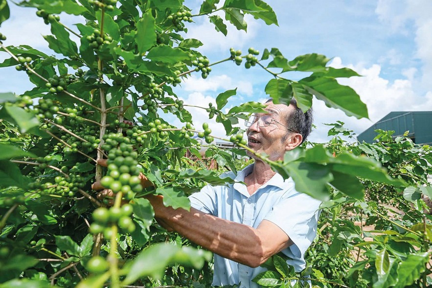 Cà phê khả năng bước vào một chu kỳ tăng giá mới đầy biến động? Cà phê khả năng bước vào một chu kỳ tăng giá mới đầy biến động?