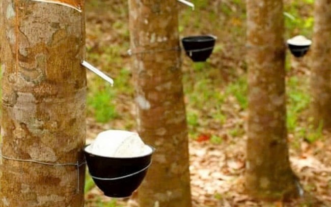 Ngày 25/3: Giá cao su thế giới biến động trái chiều