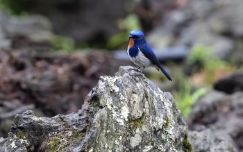 Bát Xát trở thành Vườn quốc gia thứ 36 của Việt Nam