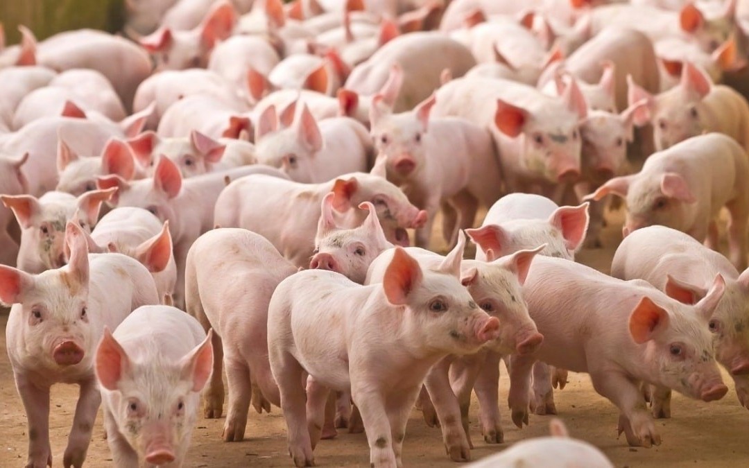 Ngày 26/3: Giá heo hơi dao động từ 63.000 đồng/kg - 69.000 đồng/kg