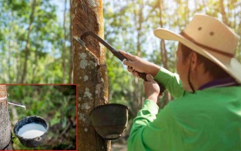 Ngày 26/3: Giá cao su tự nhiên có xu hướng dao động ở mức cao