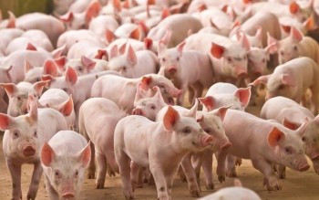 Ngày 26/3: Giá heo hơi dao động từ 63.000 đồng/kg - 69.000 đồng/kg