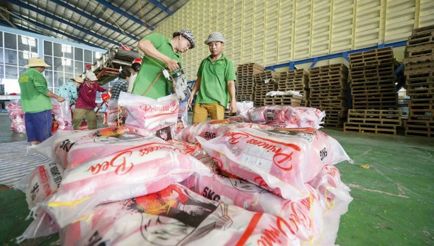 Giá xuất khẩu giảm, ngành lúa gạo đứng trước “cơn gió ngược”