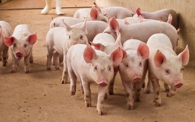 Ngày 28/3: Giá heo hơi tại miền Bắc và miền Trung chưa dứt đà giảm