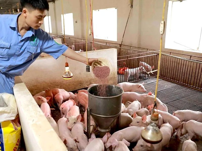 Doanh nghiệp “gồng mình” giữ giá, đồng hành cùng nông dân vượt sóng chi phí Doanh nghiệp “gồng mình” giữ giá, đồng hành cùng nông dân vượt sóng chi phí