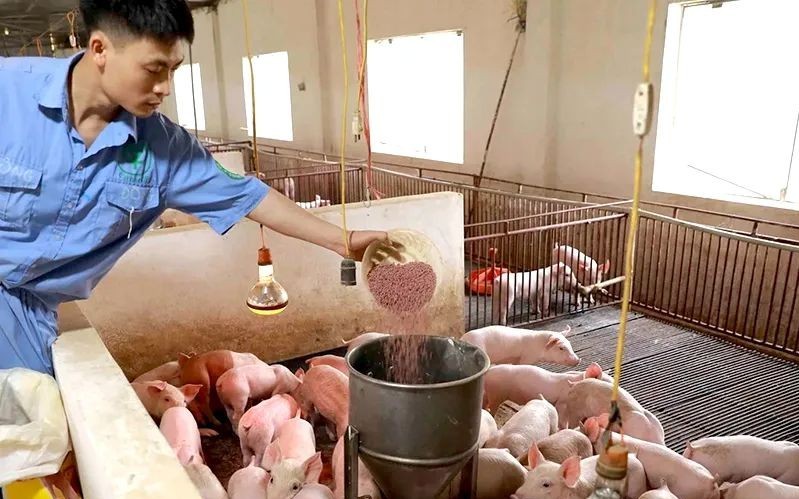 Doanh nghiệp “gồng mình” giữ giá, đồng hành cùng nông dân vượt sóng chi phí