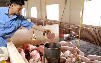 Doanh nghiệp “gồng mình” giữ giá, đồng hành cùng nông dân vượt sóng chi phí