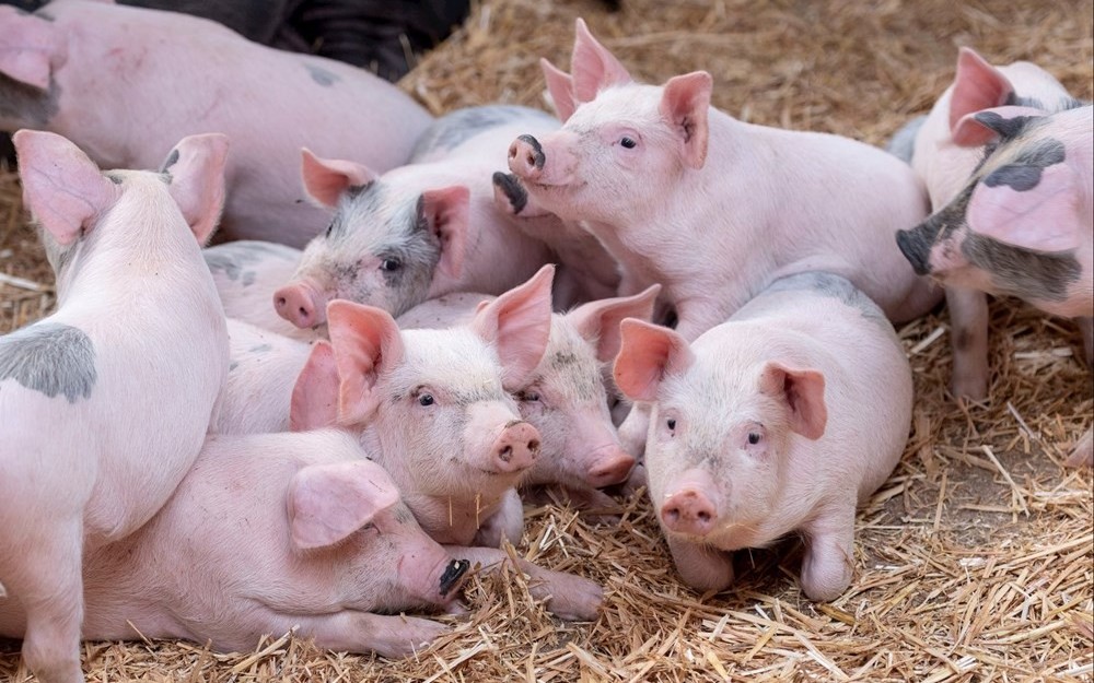 Ngày 29/3: Giá heo hơi tiếp tục điều chỉnh, áp lực giảm chưa dừng lại