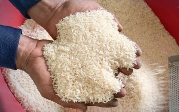 Giá gạo xuất khẩu châu Á sụt giảm trước áp lực cước vận tải tăng cao