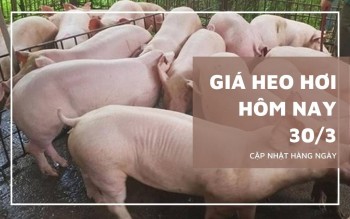 Ngày 30/3: Giá heo hơi biến động mạnh, dao động 61.000 - 69.000 đồng/kg