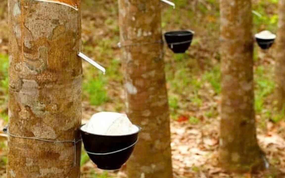 Ngày 1/4: Giá cao su thế giới giằng co khi giá dầu chưa bình ổn trở lại